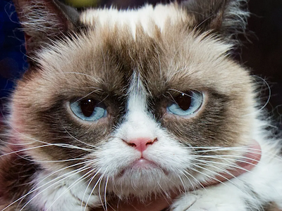 grumpy_cat_small.png grumpy_cat_small.png