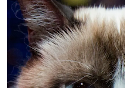 grumpy_cat_section_1.png grumpy_cat_section_1.png