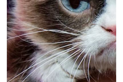 grumpy_cat_section_2.png grumpy_cat_section_2.png