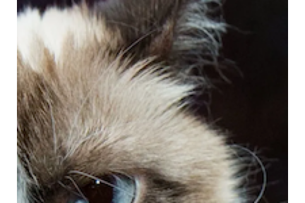 grumpy_cat_section_3.png grumpy_cat_section_3.png