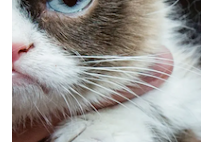 grumpy_cat_section_4.png grumpy_cat_section_4.png