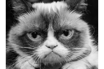 grumpy_cat_grayscale_1.png grumpy_cat_grayscale_1.png